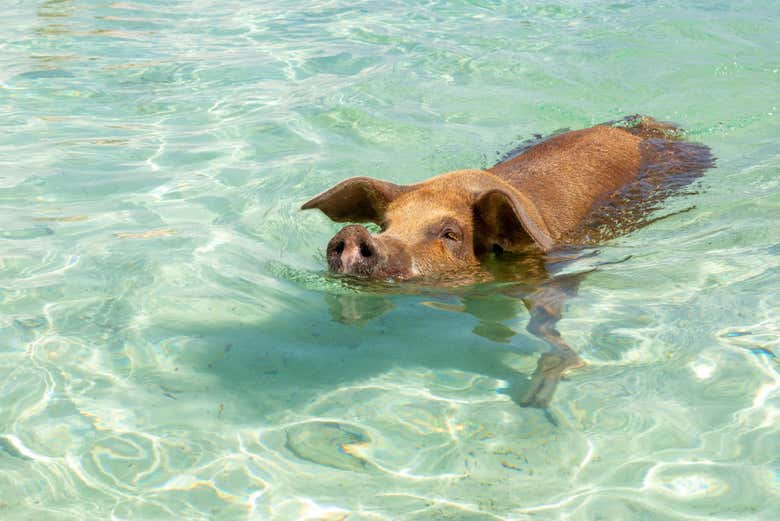 Un cerdo en Isla Rosa