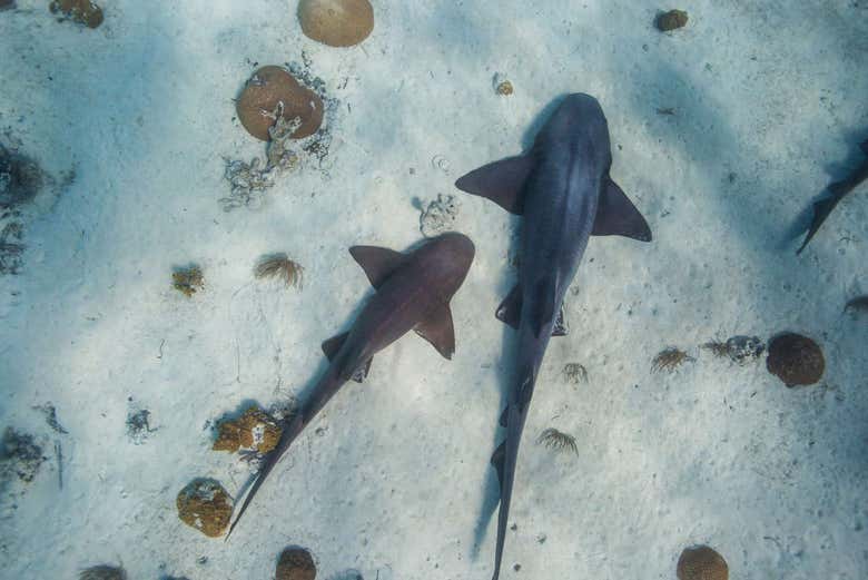 Des requins