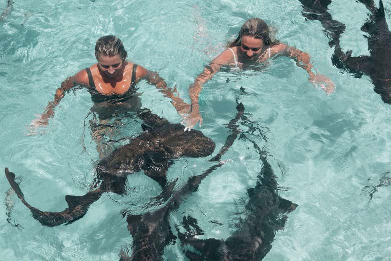 La faune marine de Cayo Compass