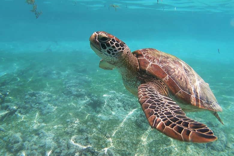 Spot sea turtles
