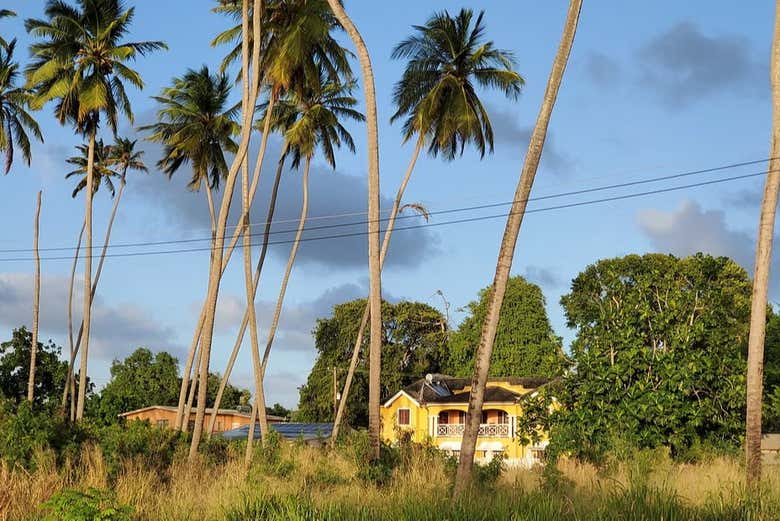 Zona de palmeras en Speightstown