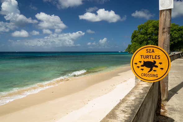 Visita guiada por Speightstown