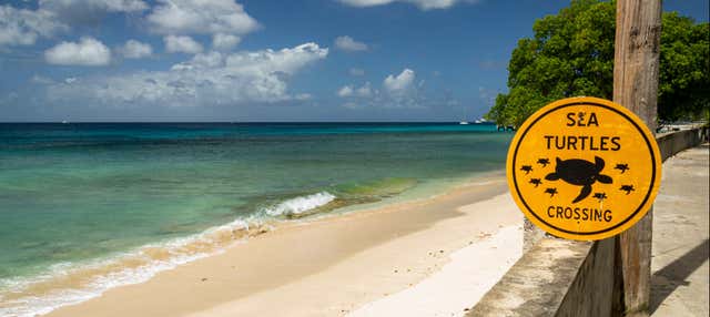 Visita guiada por Speightstown