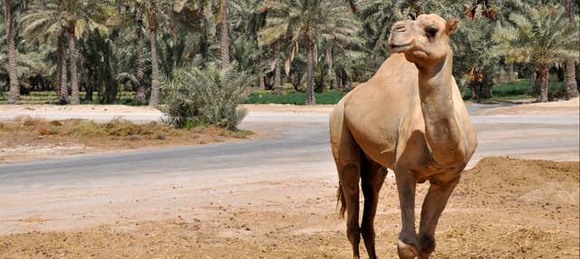 Excursão ao deserto de Sakhir