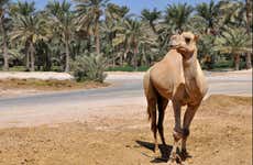 Escursione nel deserto del Sakhir