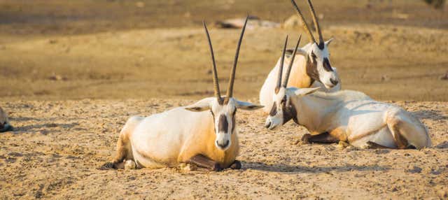Excursão privada ao deserto de Sakhir