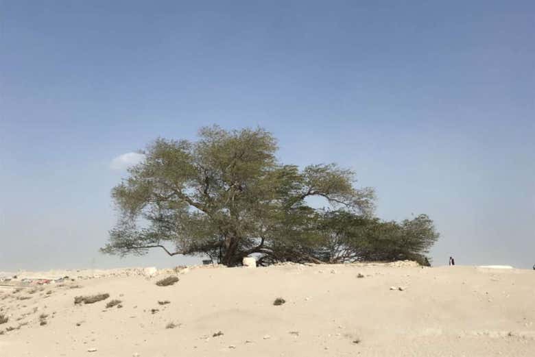 Arbre de vie