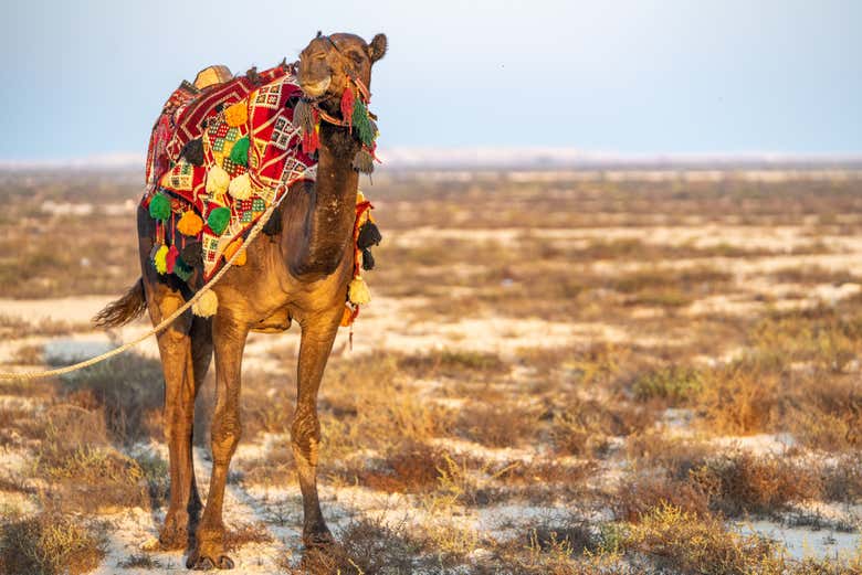 Un chameau dans la plaine de Manama