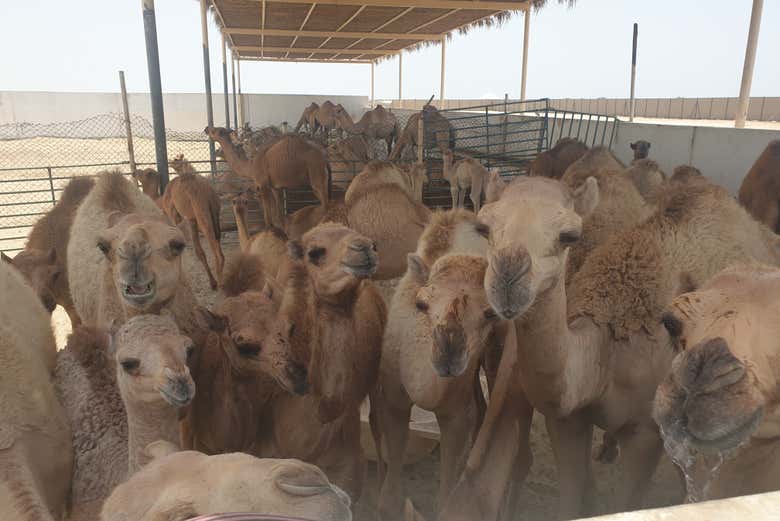 Rencontrez les chameaux de Manama