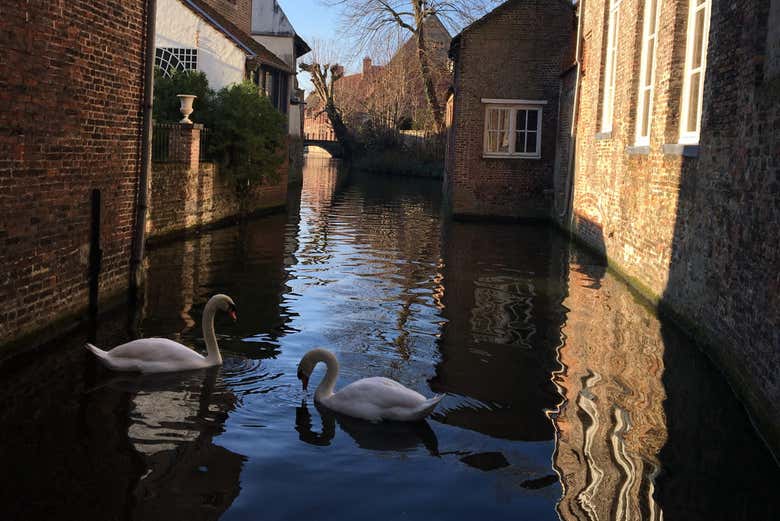 I cigni di Bruges