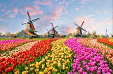 Escursione a Keukenhof e Delft
