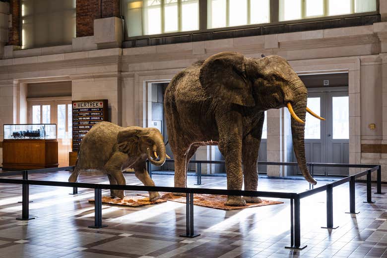 Elephants from the Animalia exhibition
