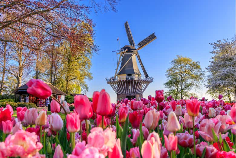 Keukenhof, el parque de tulipanes más famoso del mundo