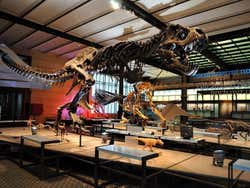 Museum of Natural Sciences, dinosaurs