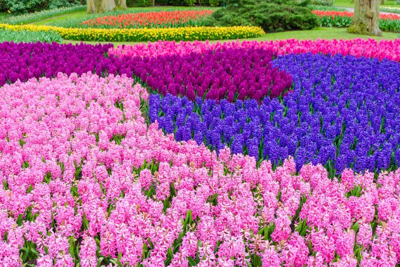 Tulipani colorati a Keukenhof