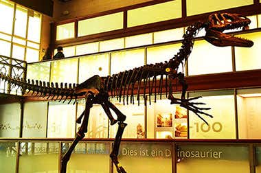 L'Istituto Reale delle Scienze Naturali