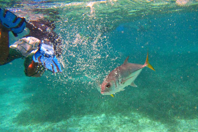 Nadando con los peces