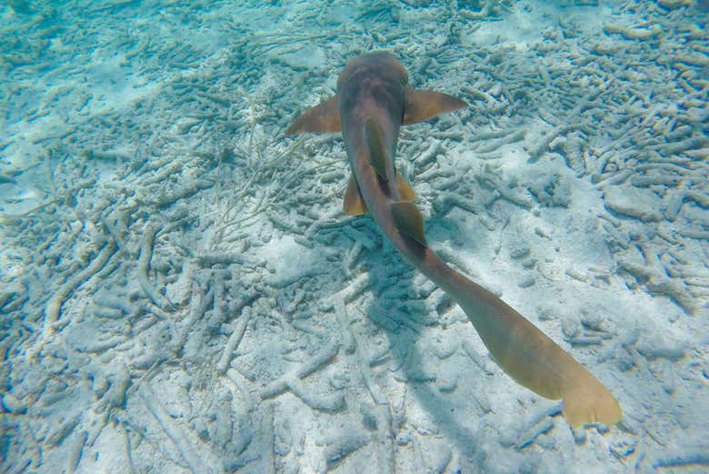 Un tiburón gato en Cayo Corker
