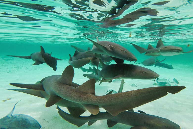 Tiburones gato