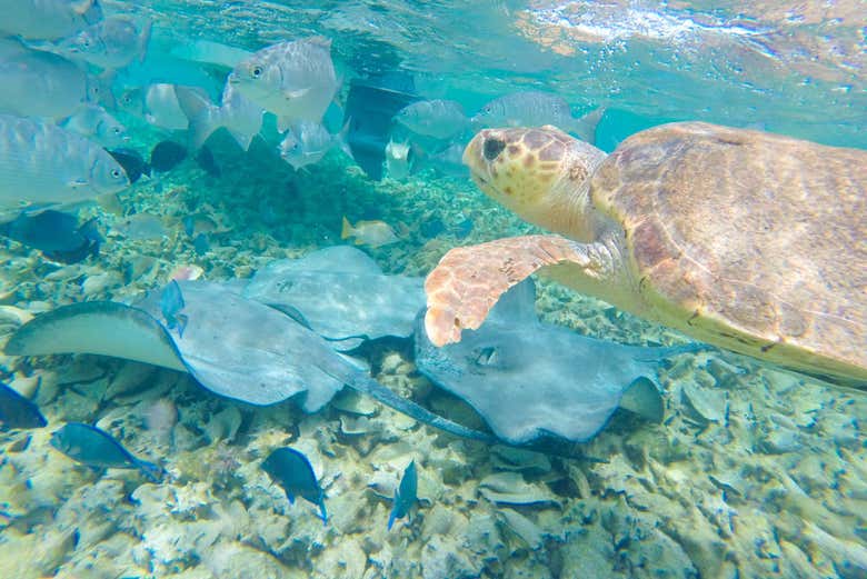 Tortugas y rayas en Cayo Corker