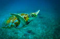 Snorkel en Cayo Corker