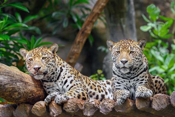 Excursión al Zoo de Belice y Santuario de Babuinos