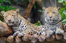 Excursion au Zoo et au Sanctuaire des babouins de Belize