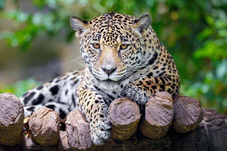 Jaguar in Belize zoo