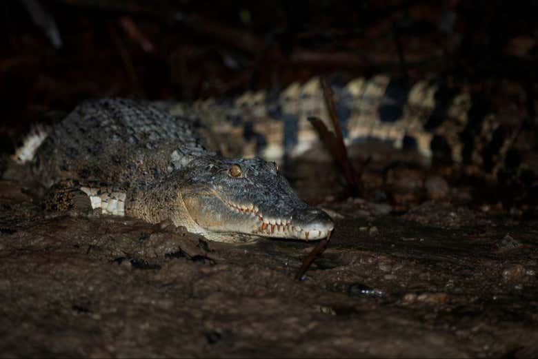 Los veremos de distintos tamaños