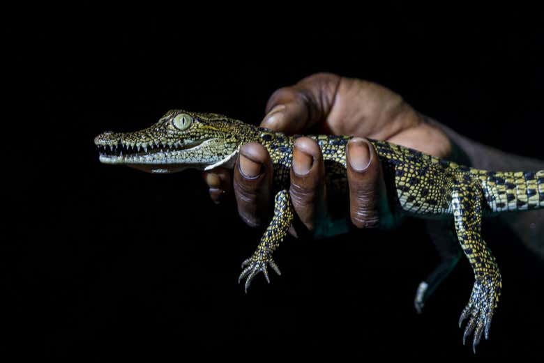 Un ejemplar de cocodrilo bebé