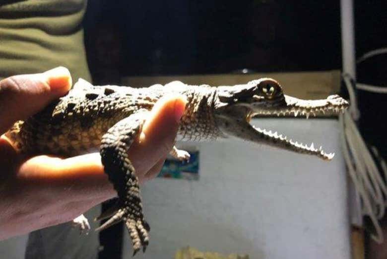 Fascinantes criaturas 