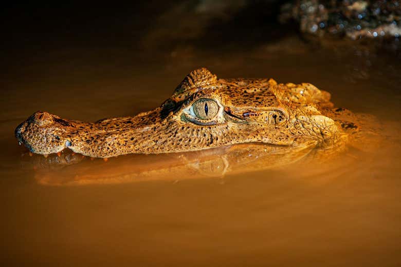 Impresionantes reptiles 