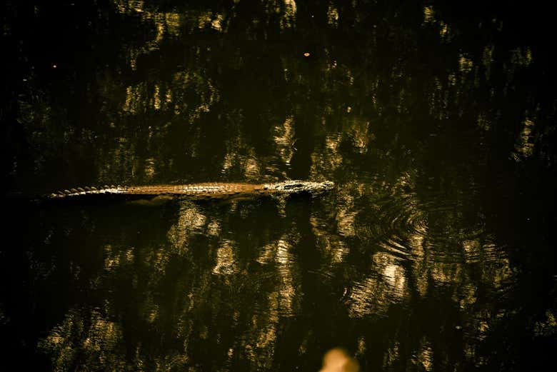 Nadando en el río Nuevo