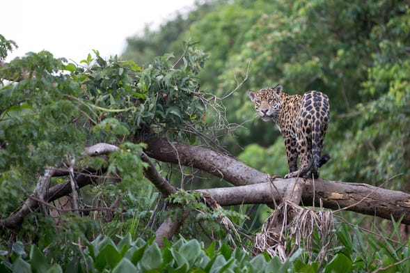 Excursão ao santuário de jaguares de Cockscomb