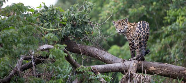 Excursión al santuario de jaguares de Cockscomb