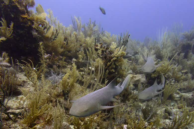 Impresionantes criaturas marinas