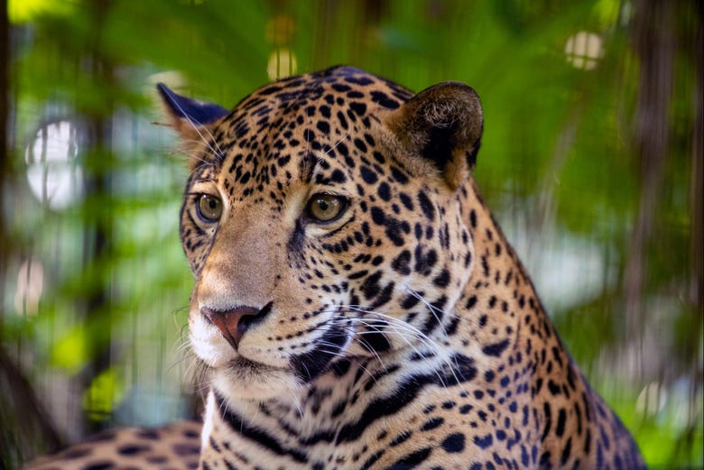 Jaguar no santuário de Cockscomb, em Belize