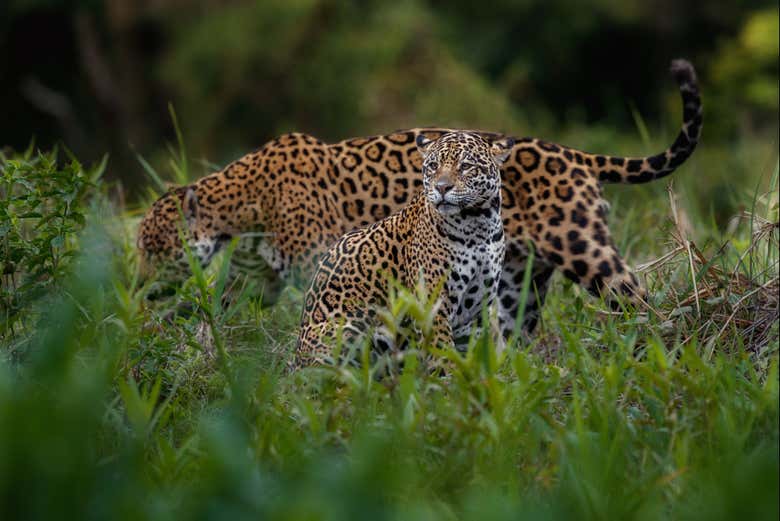 Jaguars in Belize's jungles
