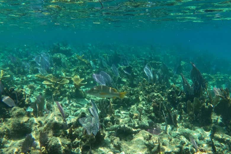 Los jardines subacuáticos