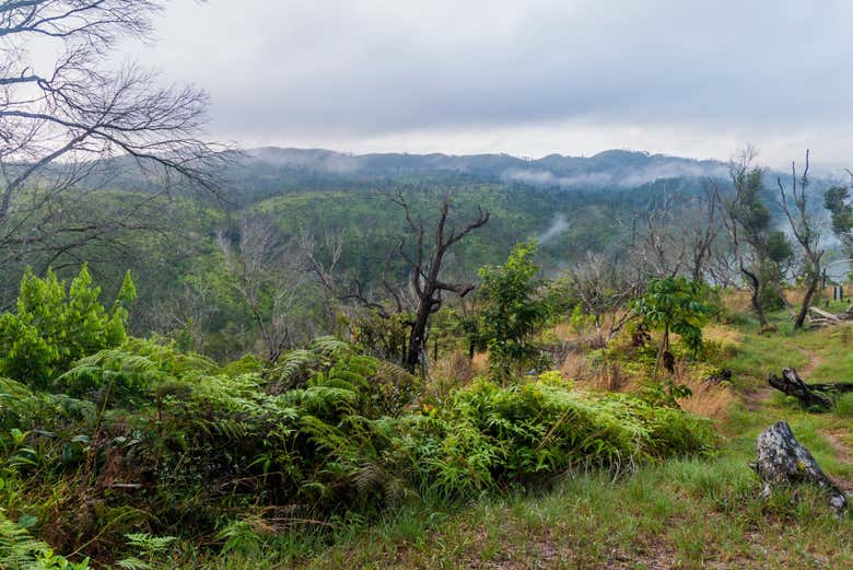 Panoramic view of the Cockscomb Basin Wildlife Sanctuary