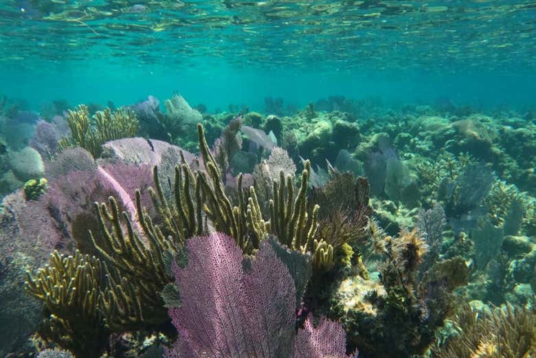 Plantas marinas en Silk Caye Atoll 