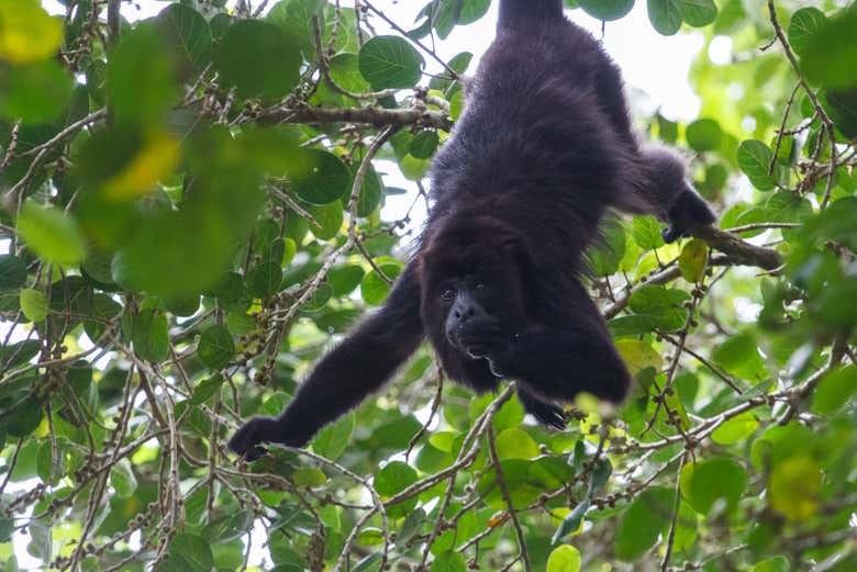 A spider monkey in Lamanai