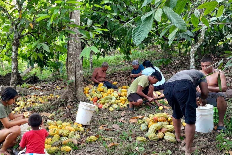 La familia local recogiendo y clasificando el cacao