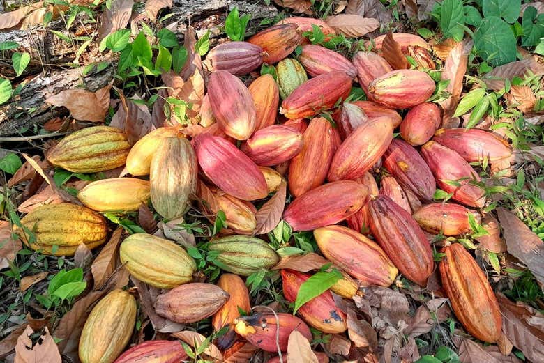 El fruto del cacao