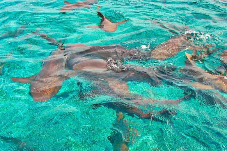 Población de tiburones