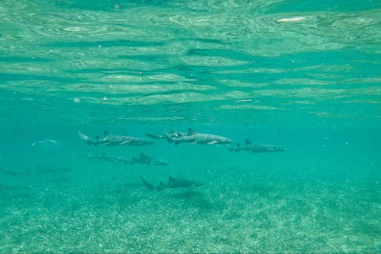 Tiburones nadando cerca de la superficie