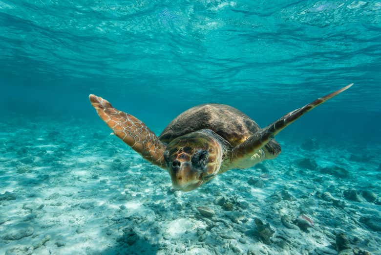 Una tortuga marina 