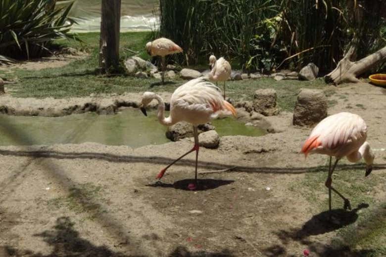 Flamingos in Parque de Aves Agroflori