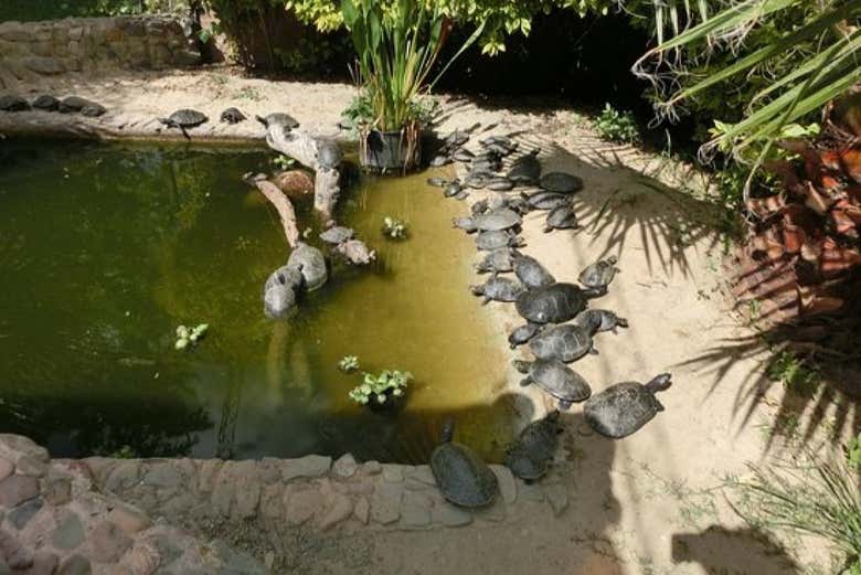 Pond of turtles