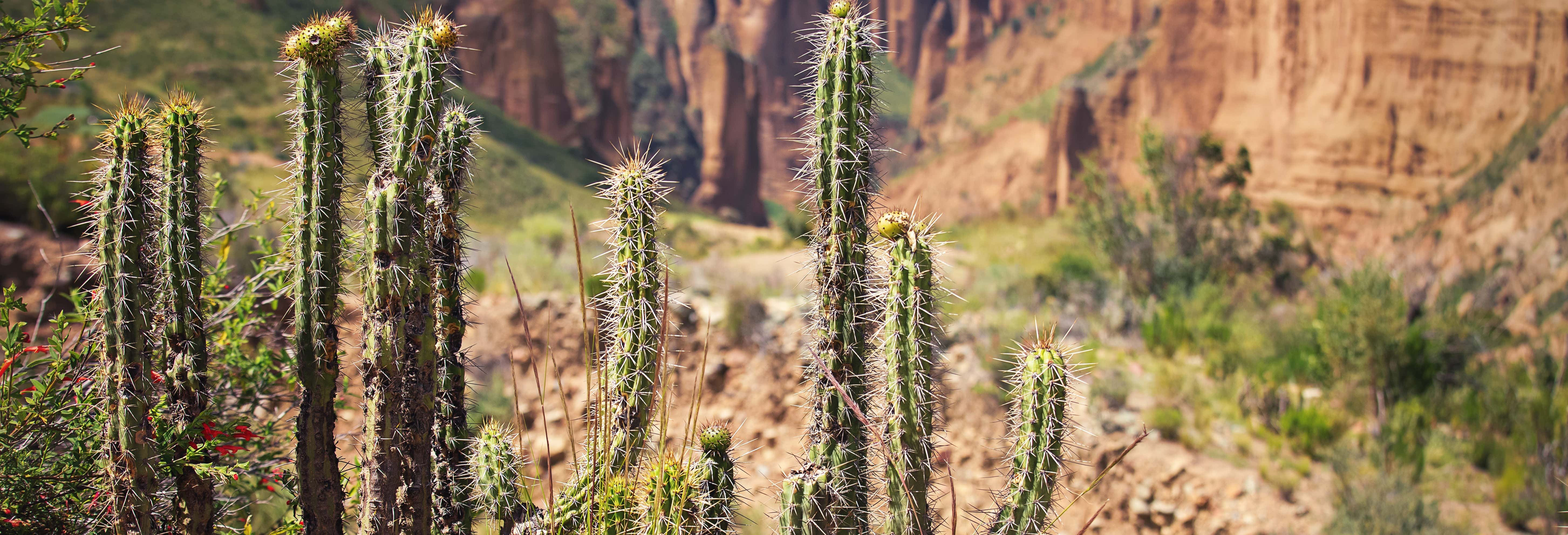 Excursiones de un día en La Paz